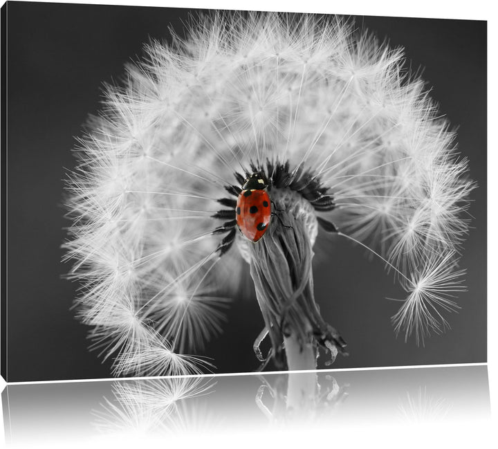 schöner Marienkäfer auf Pusteblume schwarz/weiss Format: 100x70 auf Leinwand, XXL riesige Bilder fer