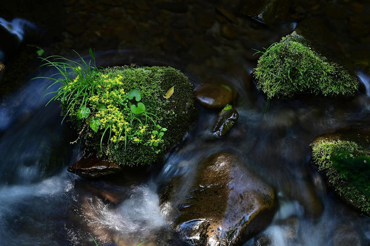 TAMRON 70-300mm F/4.5-6.3 Di III RXD, Objektiv für Nikon Z, A047, Nikon Z