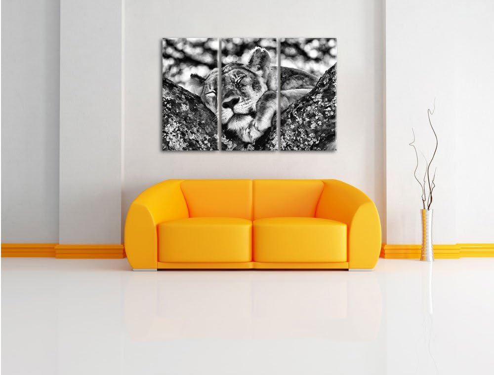 Pixxprint müde Löwin ruht auf Baum als Leinwandbild/Grösse: 3 Teilig (120x80) cm/Wandbild/Kunstdruck