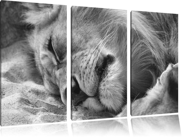 Pixxprint schlafender Löwe Kunst B&W als Leinwandbild/Grösse: 3 Teilig (120x80 cm) cm/Wandbild/Kunst