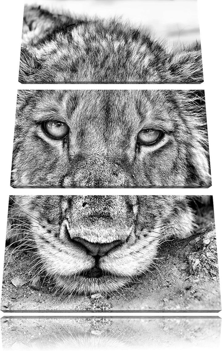 Pixxprint Monocrome, wachsame Löwin 3-Teiler Leinwandbild 120x80 Bild auf Leinwand