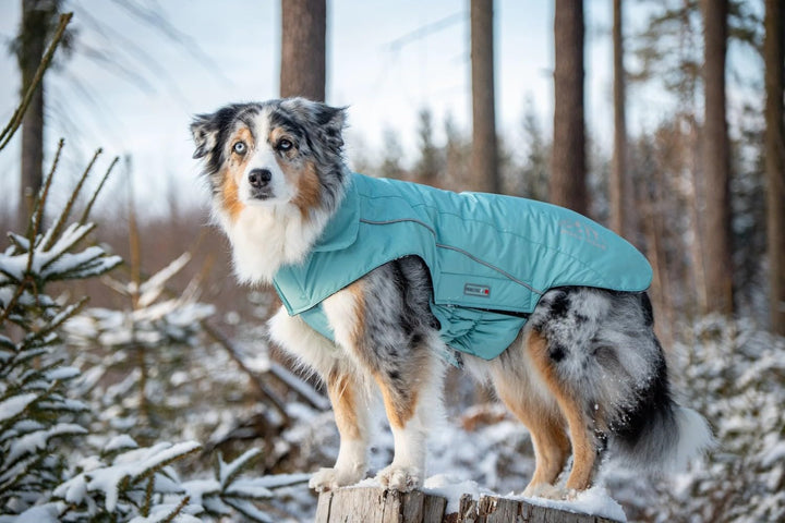Wolters Wolters Skijacke Dogz-Wear | Wintermantel für Hunde | Farbe Türkis | Grösse 60 (Rückenlänge
