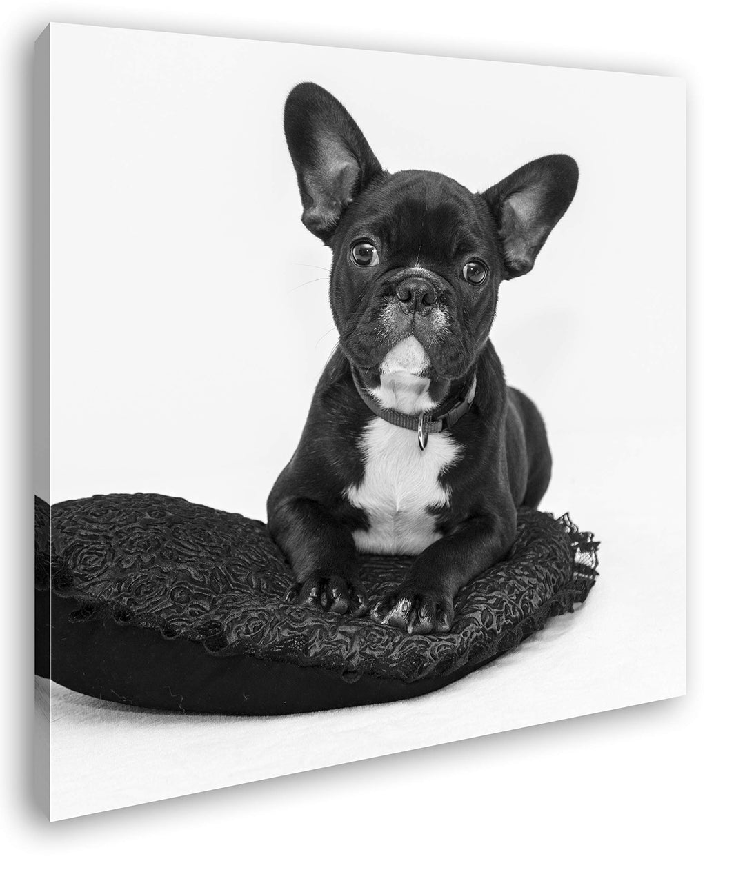 deyoli putzige Bulldogge mit einem Rotem Kissen Format: 70x70 Effekt: Schwarz&Weiss als Leinwandbild