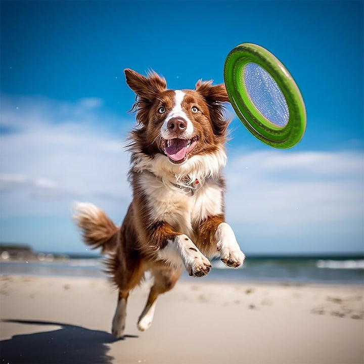 Record Spielzeug Schwimmring für Hunde aus Eva Material. Robust und widerstandsfähig; ideal für Spie