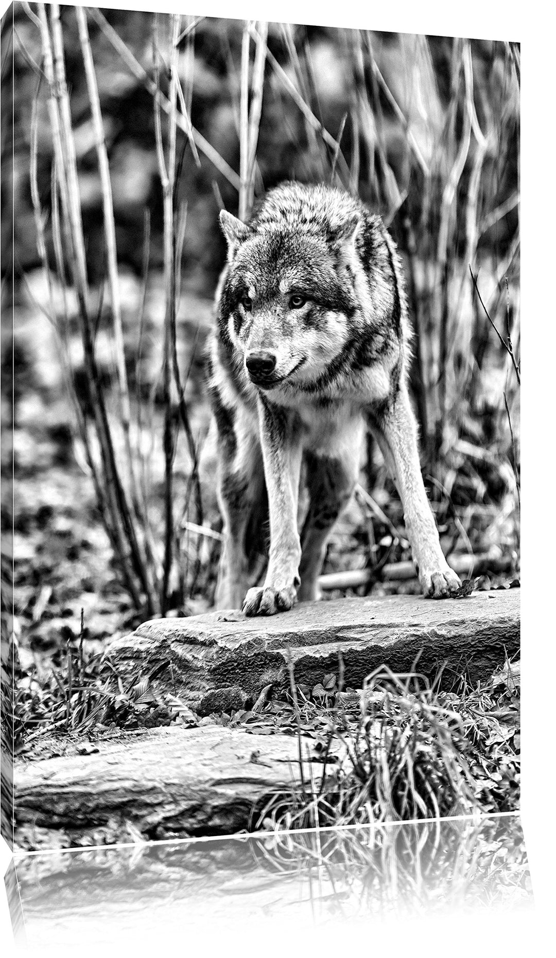 Monocrome, lauernder Wolf, Format: 100x70 auf Leinwand, XXL riesige Bilder fertig gerahmt mit Keilra
