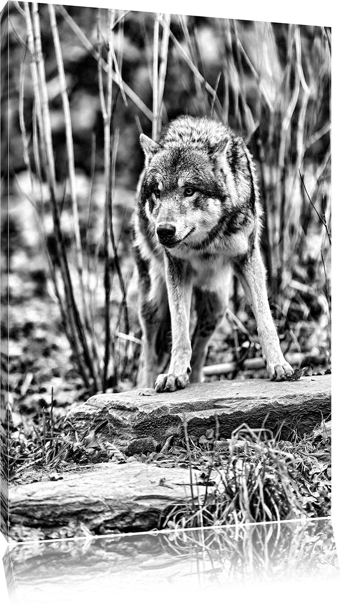 Monocrome, lauernder Wolf, Format: 100x70 auf Leinwand, XXL riesige Bilder fertig gerahmt mit Keilra