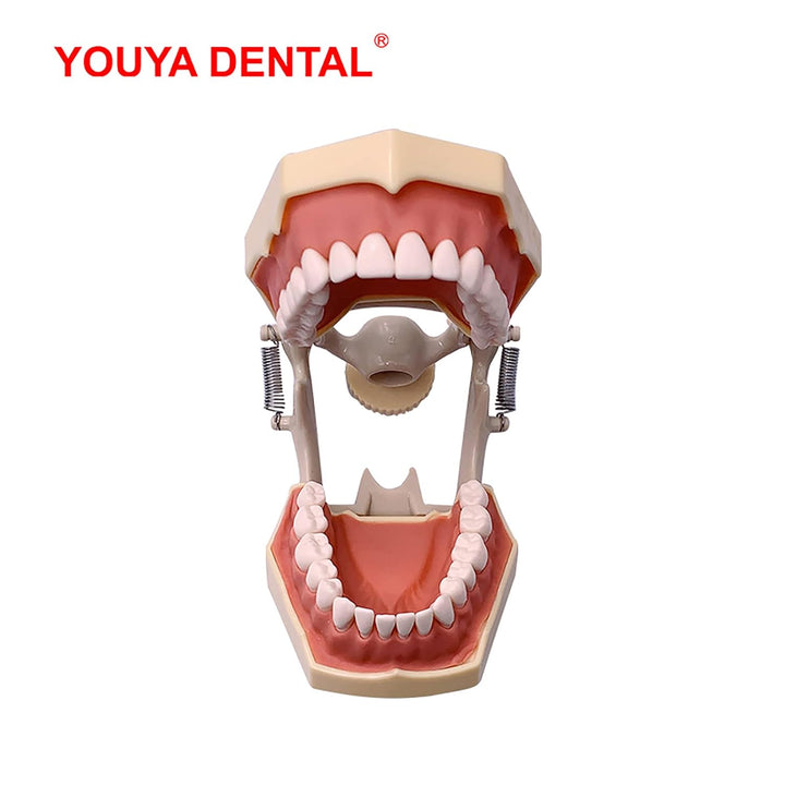 YOUYA DENTAL TM-460 Anatomie Typodont Lernmodell mit 32 abnehmbaren Zähnen für Unterricht und Studiu