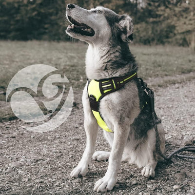 Hunde-Geschirr für kleine und grosse Hunde, Brustgeschirr gepolstert und reflektierend, verstellbar