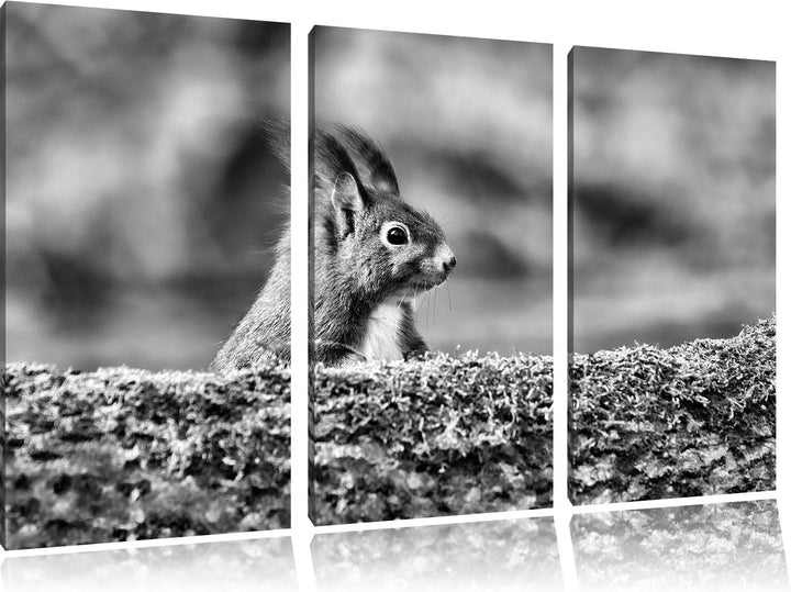 Pixxprint Eichhörnchen hinter Baumstamm als Leinwandbild/Grösse: 3 Teilig (120x80) cm/Wandbild/Kunst