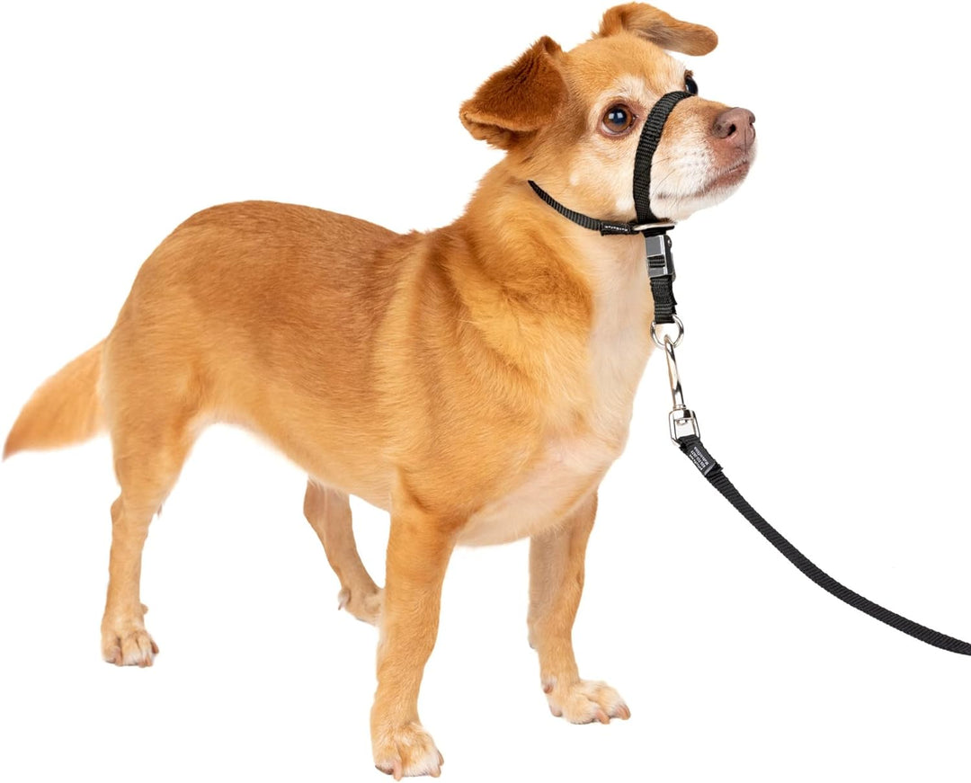 PetSafe Sanfter Führer Halsband mit Trainings-DVD schwarz Petite Under 5 Lb., schwarz Petite Under 5