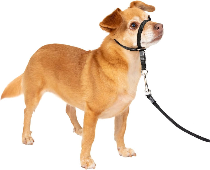 PetSafe Sanfter Führer Halsband mit Trainings-DVD schwarz Petite Under 5 Lb., schwarz Petite Under 5