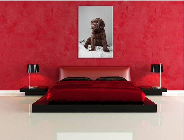 Pixxprint Hundewelpe auf Pullovern als Leinwandbild/Grösse: 100x70 / Wandbild/Kunstdruck/fertig besp