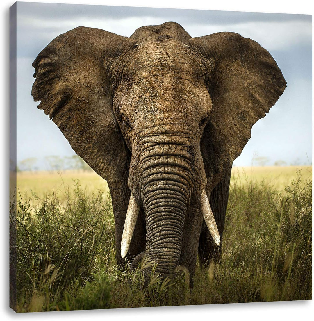 Imposanter Elefant, Format: 70x70 auf Leinwand, XXL riesige Bilder fertig gerahmt mit Keilrahmen, Ku