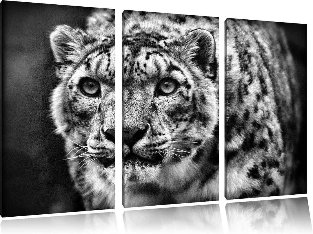 Pixxprint beeindruckender Schneeleopard als Leinwandbild/Grösse: 3 Teilig (120x80) / Wandbild/Kunstd