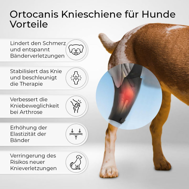 Ortocanis - Kniebandage Hund Hinterbein für das rechte Bein - Hergestellt aus Neopren ARD - Bei Kreu