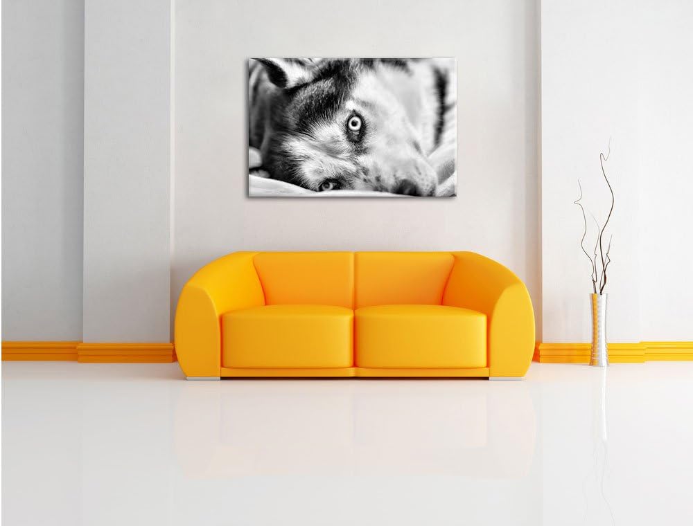 Pixxprint Husky mit Eisblauen Augen im Bett / 100x70cm Leinwandbild bespannt auf Holzrahmen/Wandbild