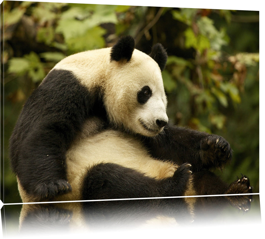 niedlicher Pandabär Leinwand, XXL riesige Bilder fertig gerahmt mit Keilrahmen, Kunstdruck auf Wandb