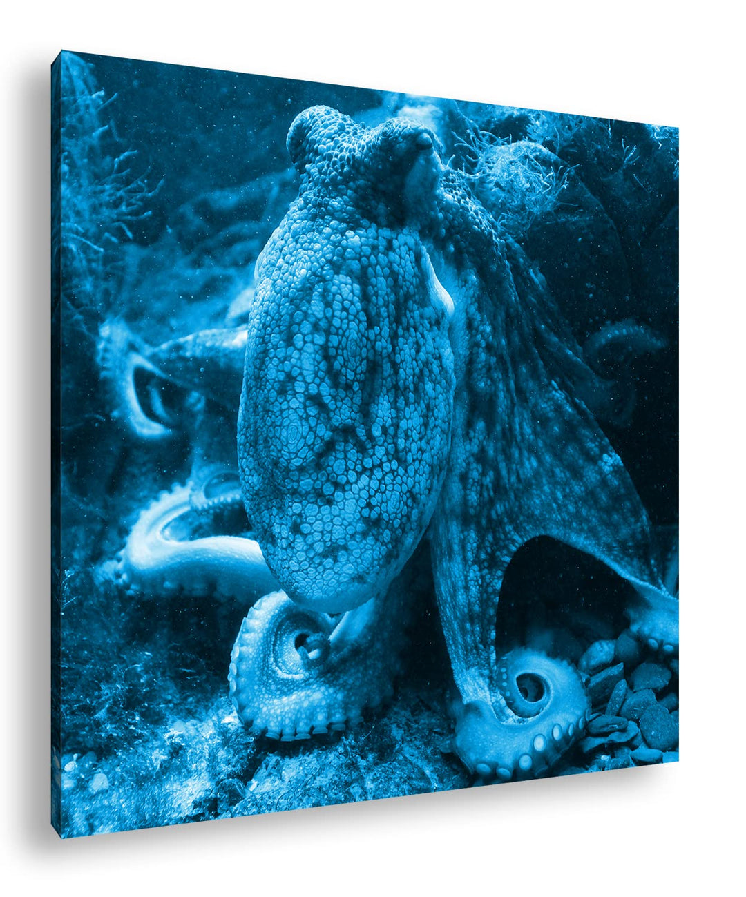 deyoli Oktopus am Korallenriff Format: 70x70 Effekt: Monocrome Blau als Leinwandbild, Motiv fertig g