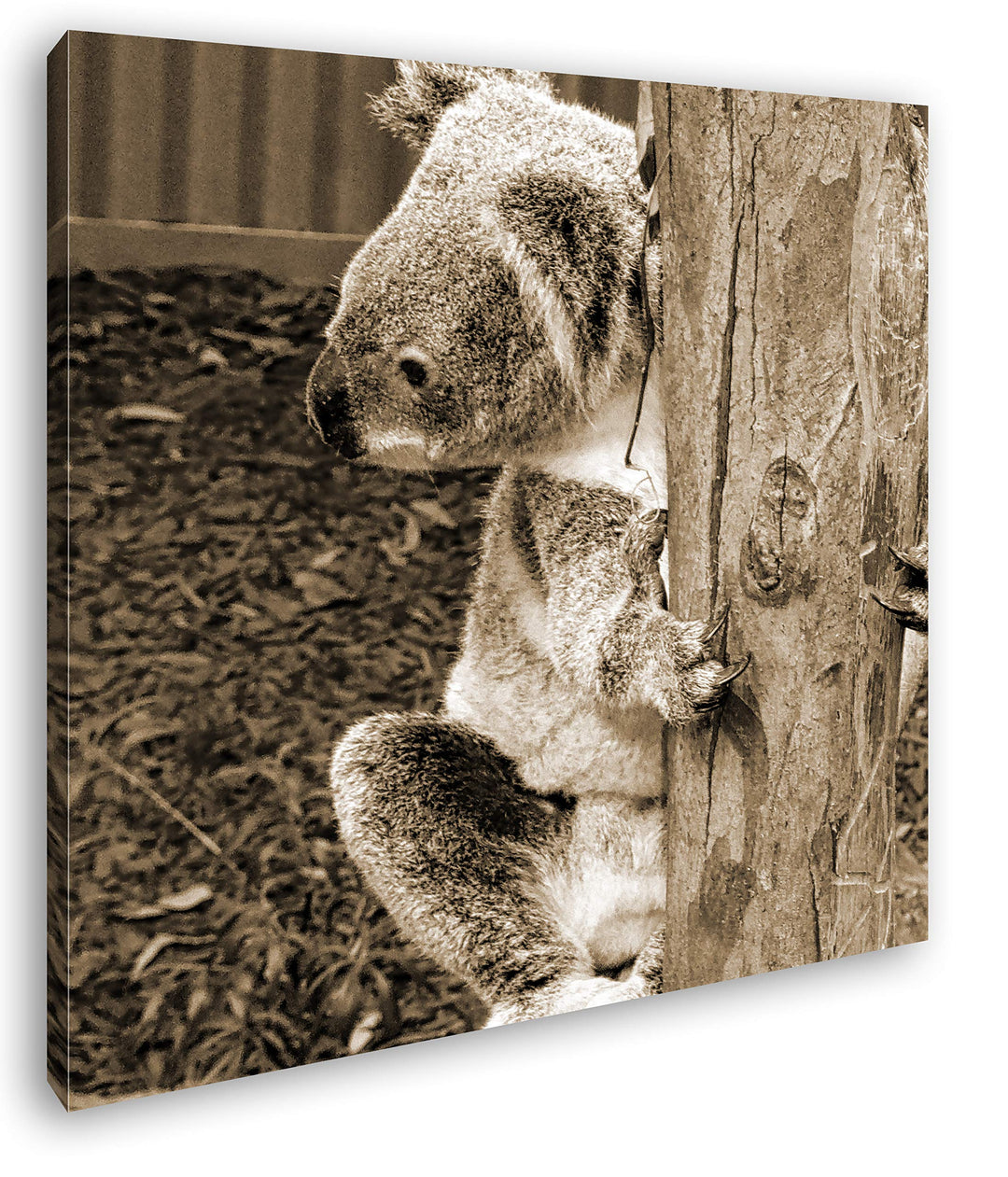 deyoli niedlicher Koala in Australien Format: 70x70 Effekt: Sepia als Leinwandbild, Motiv auf Echtho