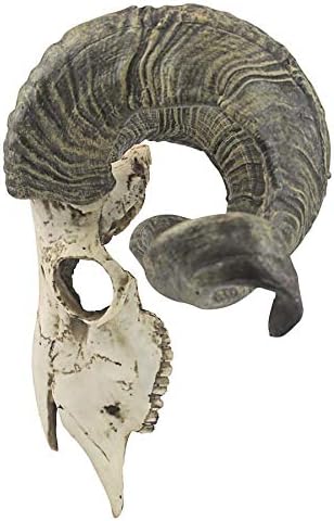 Design Toscano Wandtrophäe Korsischer Widder Schädel und Hörner, Masse: 47 x 18 x 29 cm