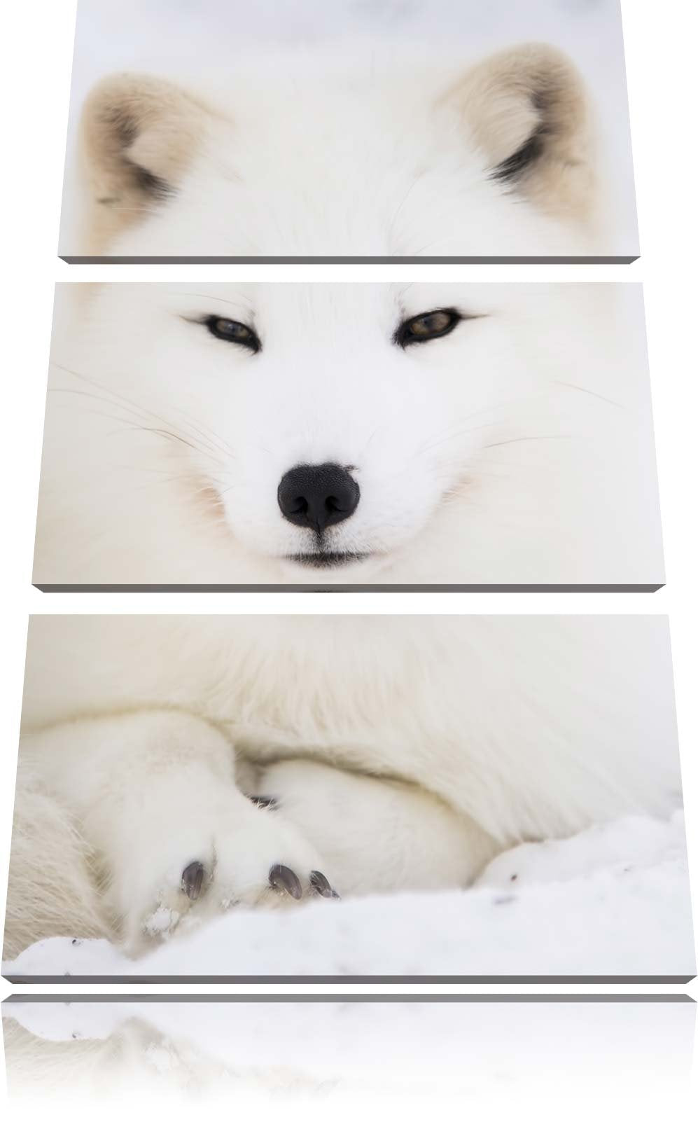Pixxprint Weisser Fuchs als Leinwandbild/Grösse: 3 Teilig (120x80) cm/Wandbild/Kunstdruck/fertig bes