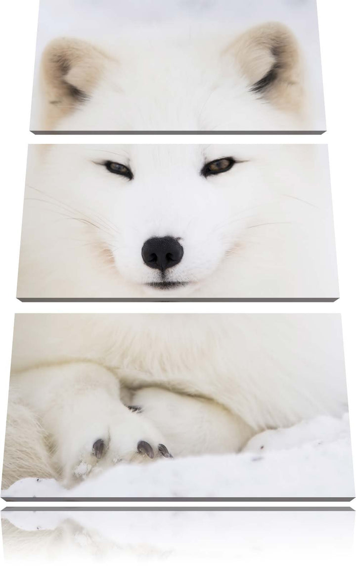 Pixxprint Weisser Fuchs als Leinwandbild/Grösse: 3 Teilig (120x80) cm/Wandbild/Kunstdruck/fertig bes