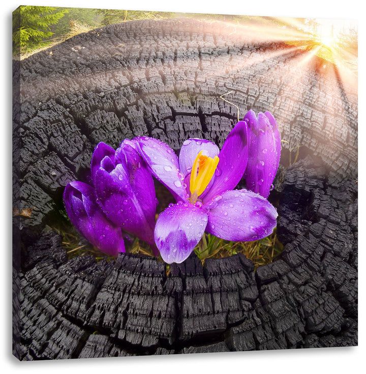 Die Kraft der Natur, Format: 70x70 auf Leinwand, XXL riesige Bilder fertig gerahmt mit Keilrahmen, K