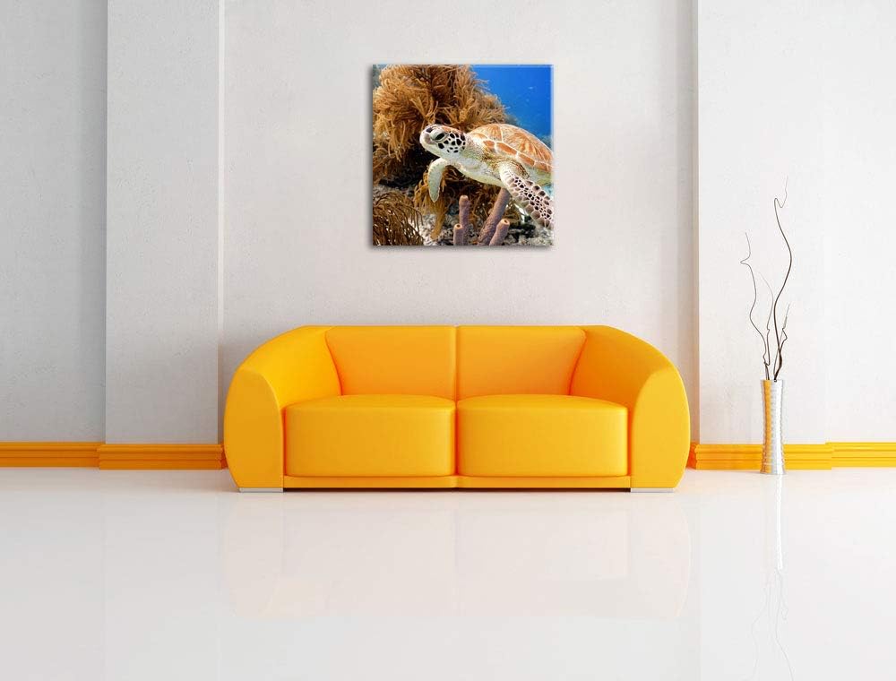 Meeresschildkröte, Format: 70x70 auf Leinwand, XXL riesige Bilder fertig gerahmt mit Keilrahmen, Kun