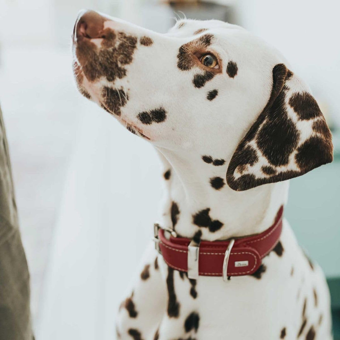 HUNTER AALBORG SPECIAL Hundehalsband, Leder, strapazierfähig, komfortabel, 60 (M-L), rot rot 60 (M-L