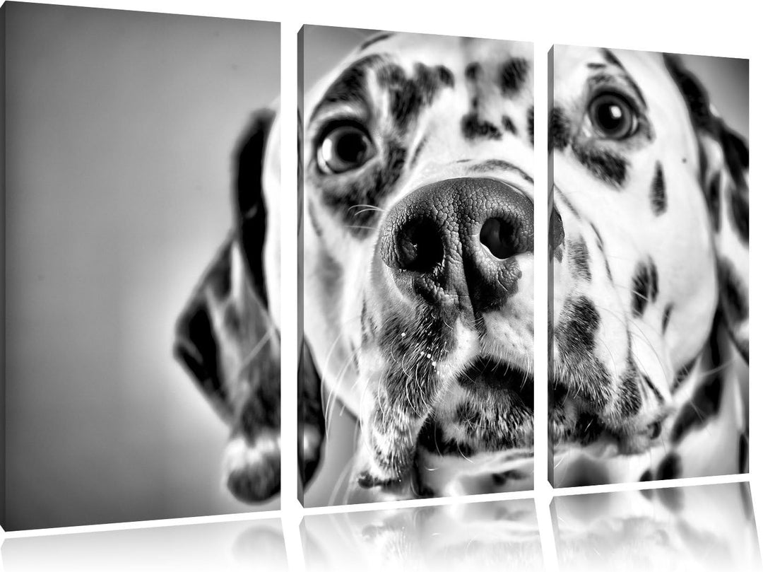 Pixxprint Monocrome, Süsser Dalmatiner 3-Teiler Leinwandbild 120x80 Bild auf Leinwand