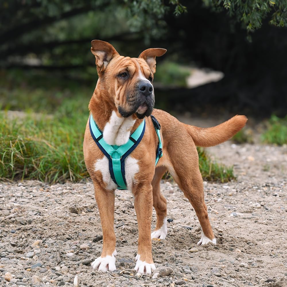 Anny-X Brustgeschirr Fun Ozean | Hundegeschirr Grösse S (Brustumfang 52-64 cm), S