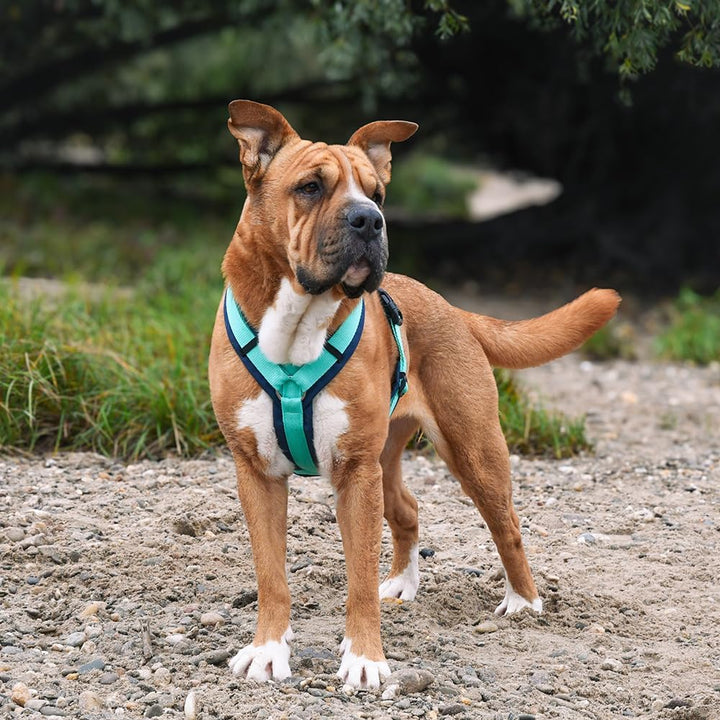 Anny-X Brustgeschirr Fun Ozean | Hundegeschirr Grösse XL (Brustumfang 78-96 cm), XL