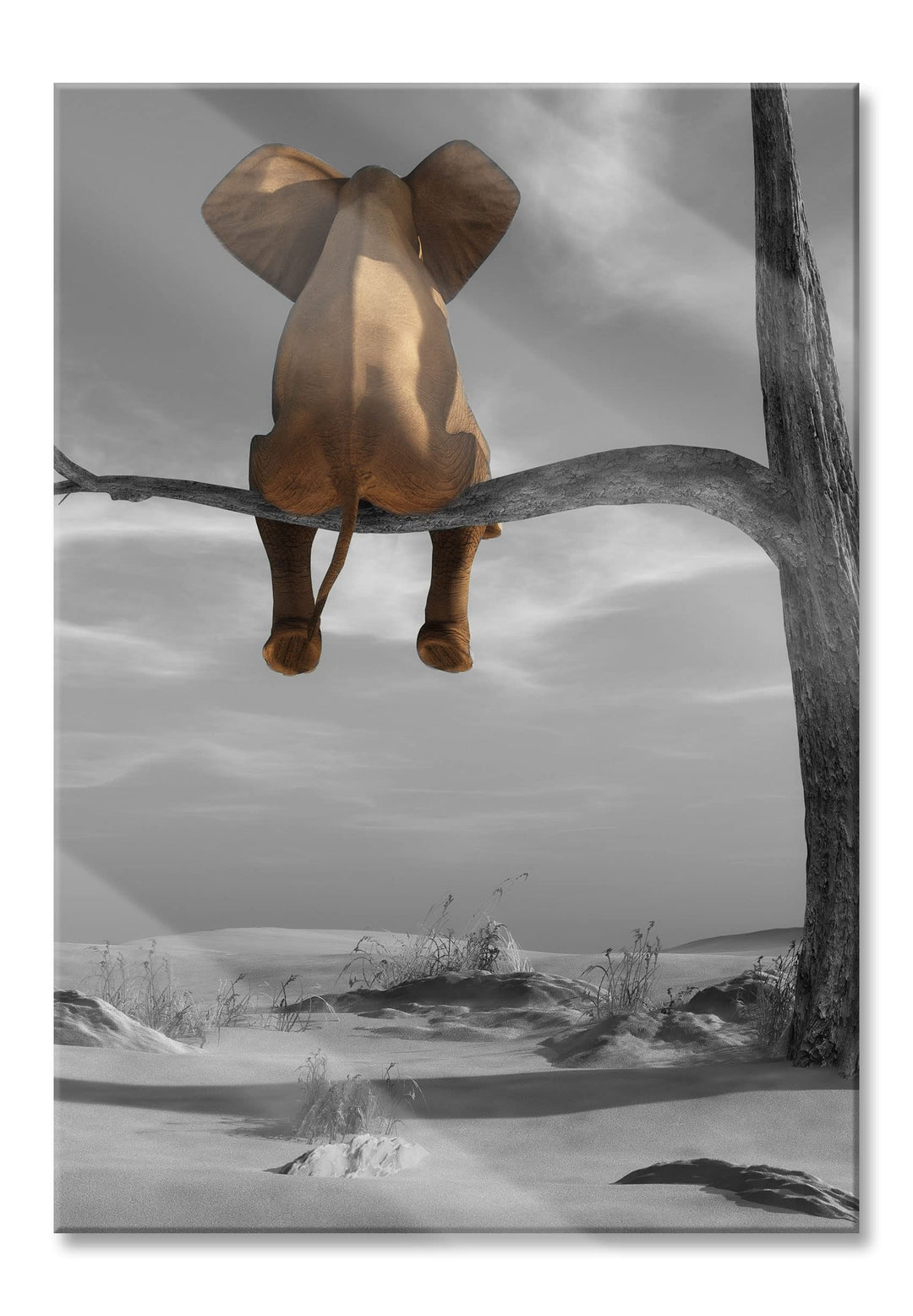 Pixxprint Glasbild | Wandbild aus Echtglas | Elefant auf einem Ast in der Wüste | 60x80 cm | inkl. A