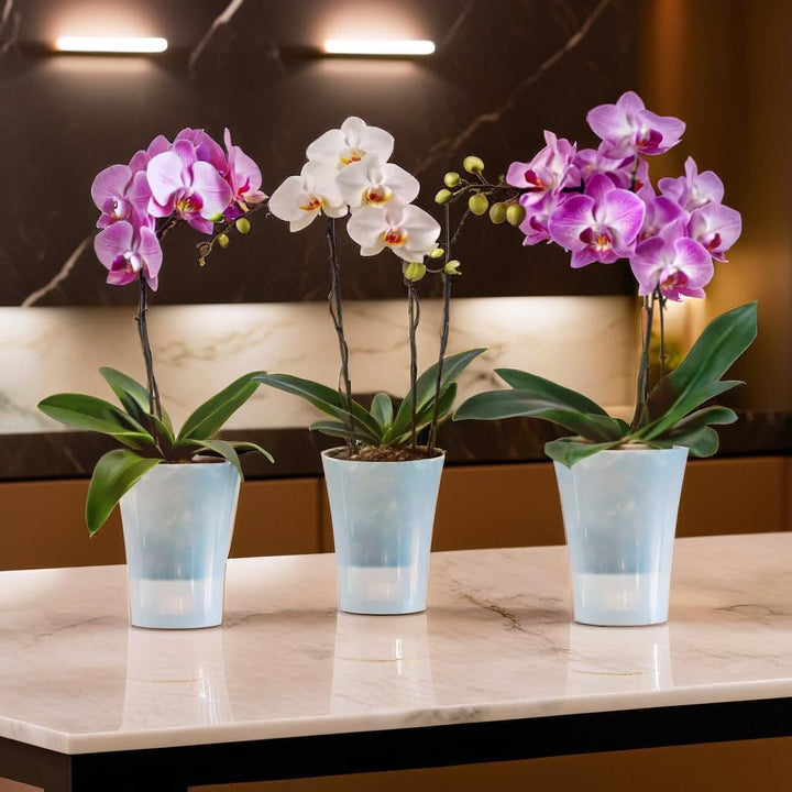 Santino 6er-Set Orchideentopf transparent mit selbstbewässerndem Dochtsystem - D 15 cm - Transparent