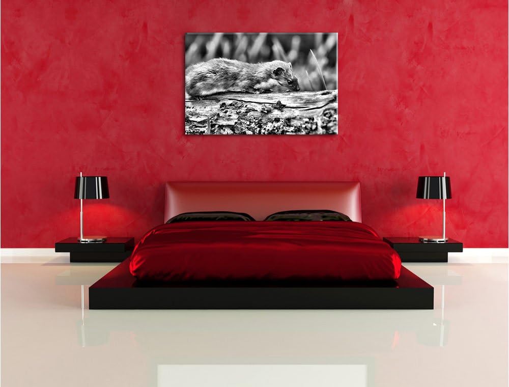 Pixxprint wildes Frettchen als Leinwandbild/Grösse: 100x70 / Wandbild/Kunstdruck/fertig bespannt, 10