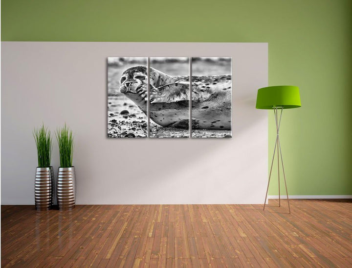 Pixxprint süsse Robbe beim Putzen als Leinwandbild/Grösse: 3 Teilig (120x80) cm/Wandbild/Kunstdruck/