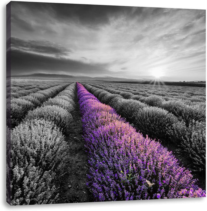 Pixxprint Lavendelfeld in der Provence als Leinwandbild Quadratisch/Grösse: 70x70 / Wandbild/Kunstdr