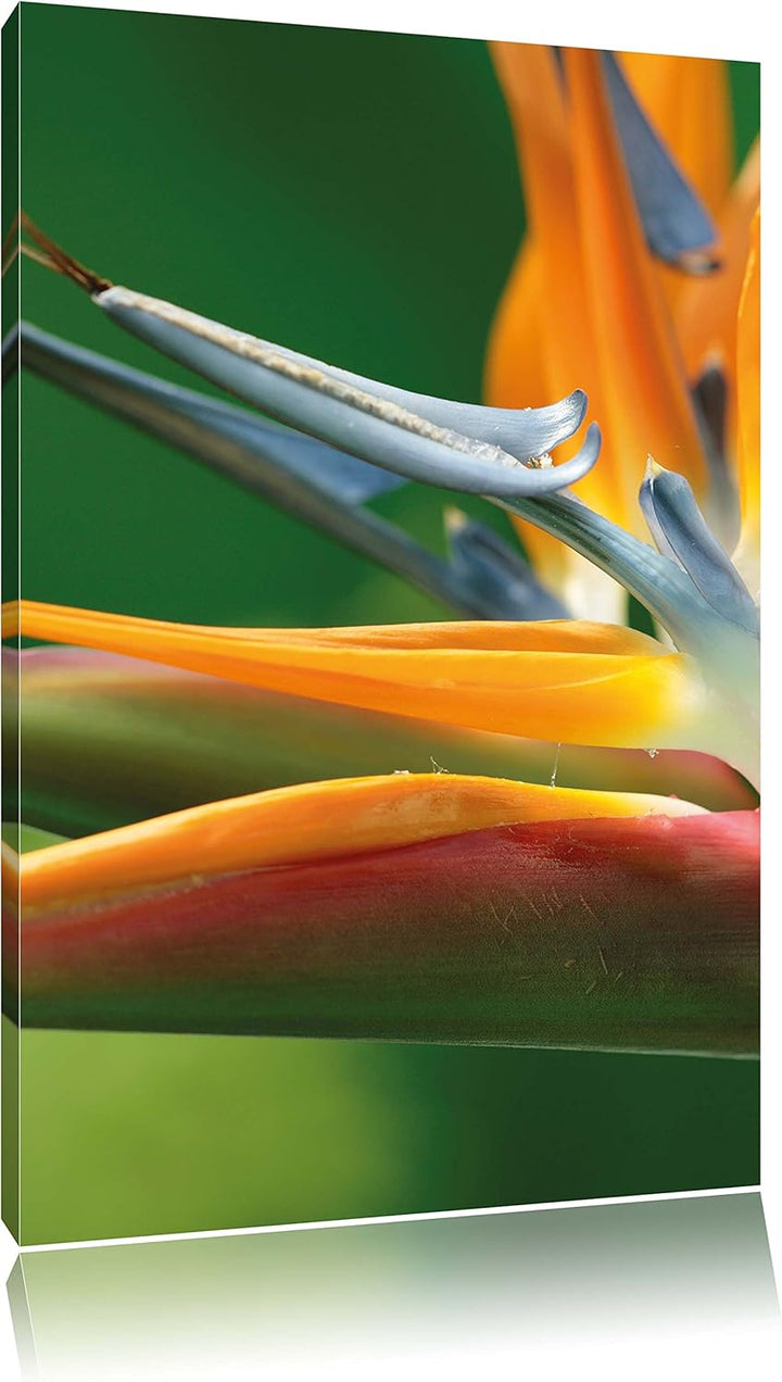 Tropische Blume, Format: 100x70 auf Leinwand, XXL riesige Bilder fertig gerahmt mit Keilrahmen, Kuns