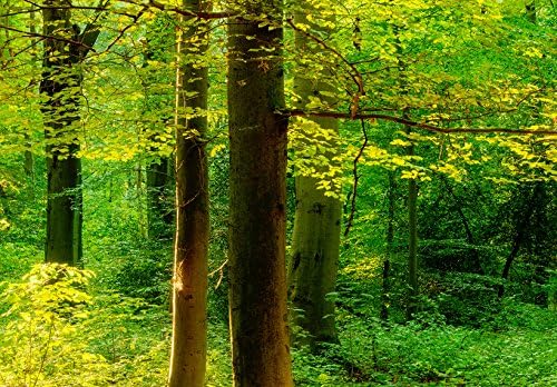 murando Acrylglasbild Wald 120x40 cm 1 Teile Wandbild auf Acryl Glas Bilder Kunstdruck Moderne Wandd