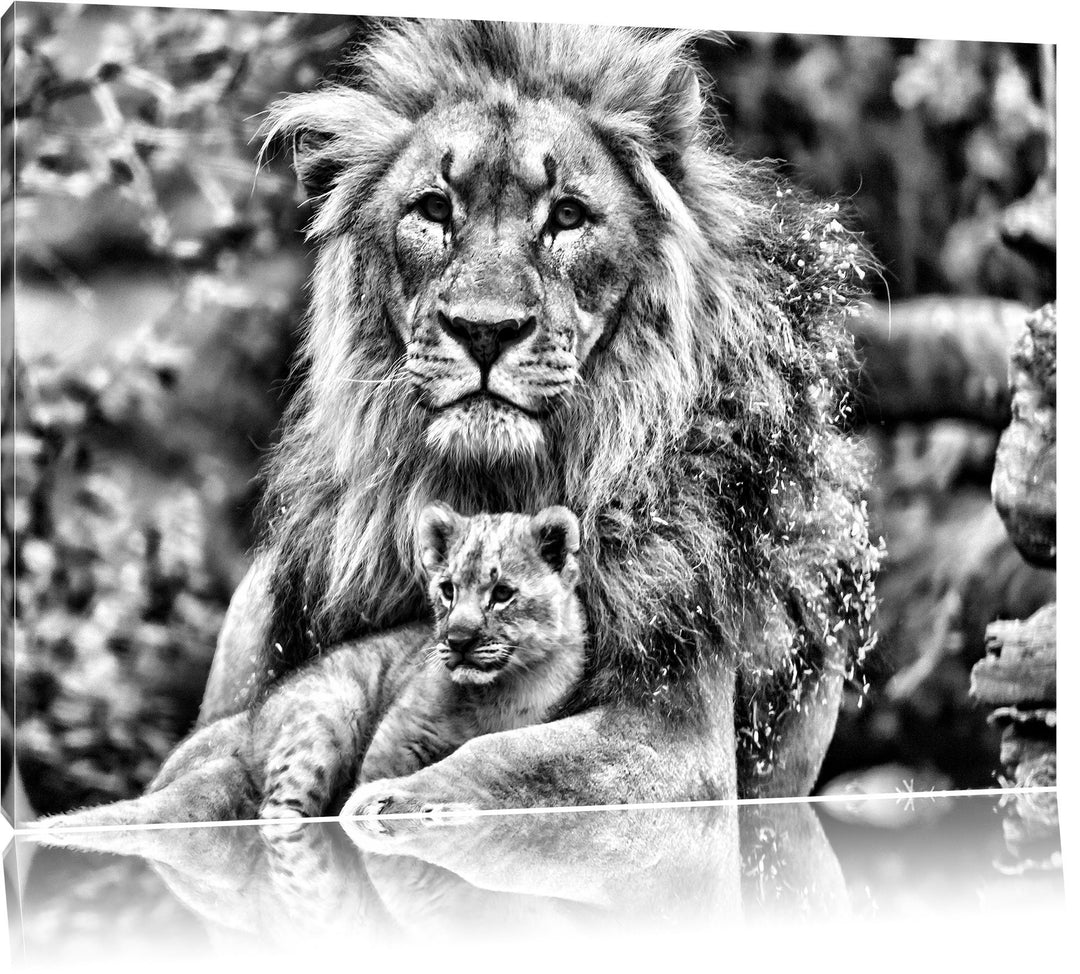 Pixxprint Löwe kuschelt mit Jungtier / 100x70cm Leinwandbild bespannt auf Holzrahmen/Wandbild Kunstd