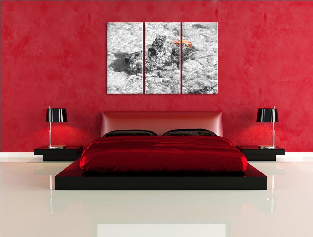 rote Krabbe auf Riff schwarz/weiss Deluxe 3-Teiler Leinwandbild 120x80 Bild auf Leinwand, XXL riesig