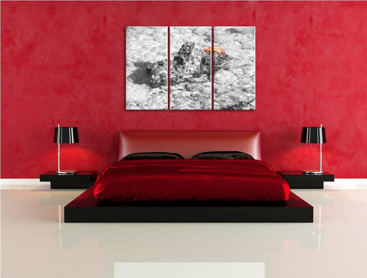 rote Krabbe auf Riff schwarz/weiss Deluxe 3-Teiler Leinwandbild 120x80 Bild auf Leinwand, XXL riesig