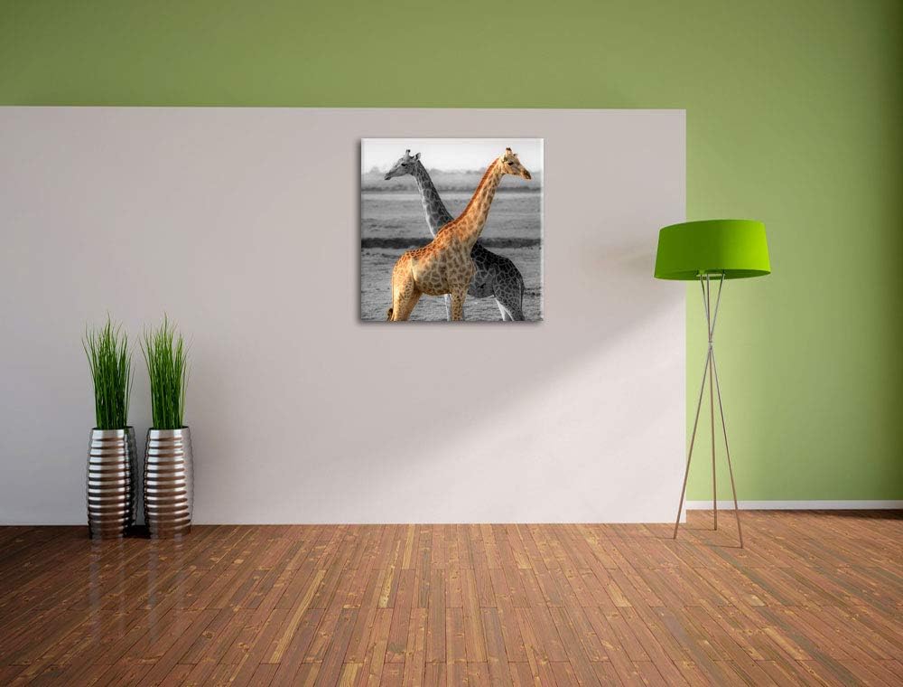 Pixxprint schöne Giraffen in der Steppe als Leinwandbild Quadratisch/Grösse: 70x70 / Wandbild/Kunstd