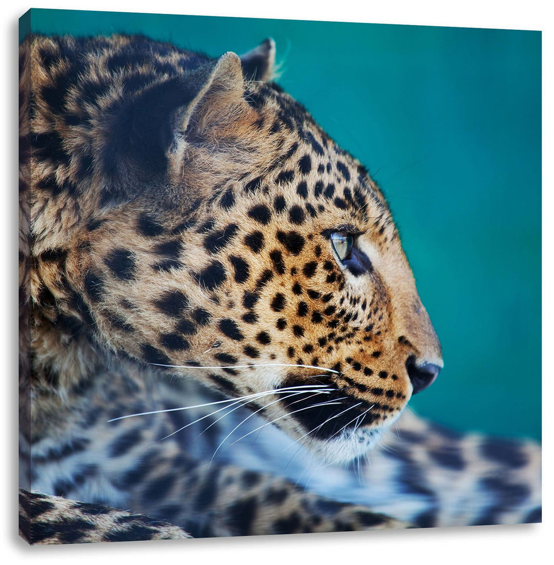 Wachsamer Gepard, Format: 70x70 auf Leinwand, XXL riesige Bilder fertig gerahmt mit Keilrahmen, Kuns
