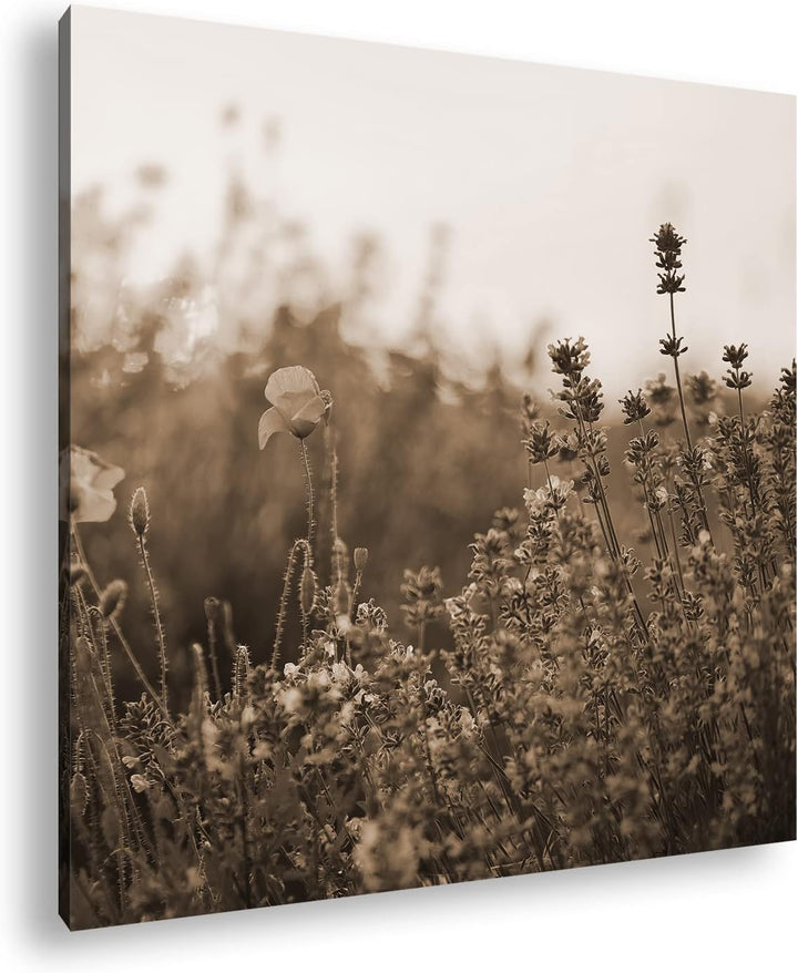blühender Lavendel und Mohn Effekt: Sepia Format: 60x60 als Leinwandbild, Motiv fertig gerahmt auf E