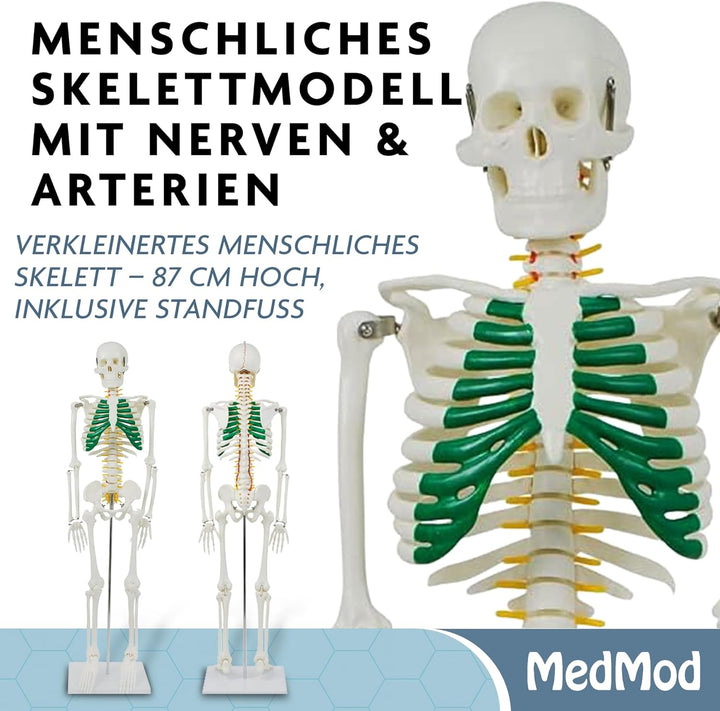 Anatomie Skelett 87 cm, detailliertes menschliches Skelett aus PVC mit Spinalnerven, Arterien und Ba