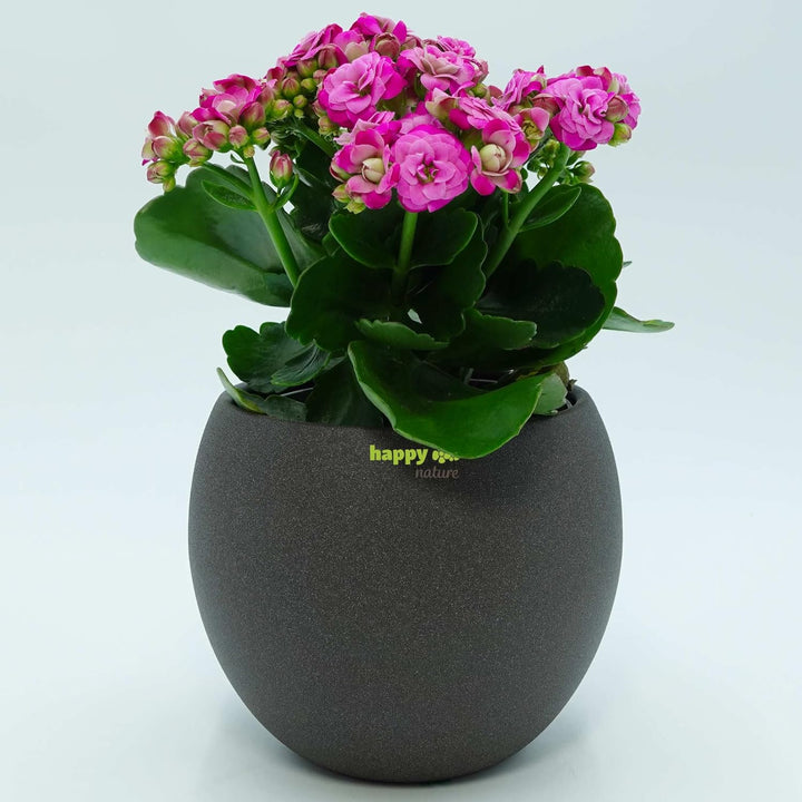 happy nature Set4 4 Keramik Blumentöpfel Madeira dunkel grau Struktur Kugel Ø 16 cm H 13,5 cm
