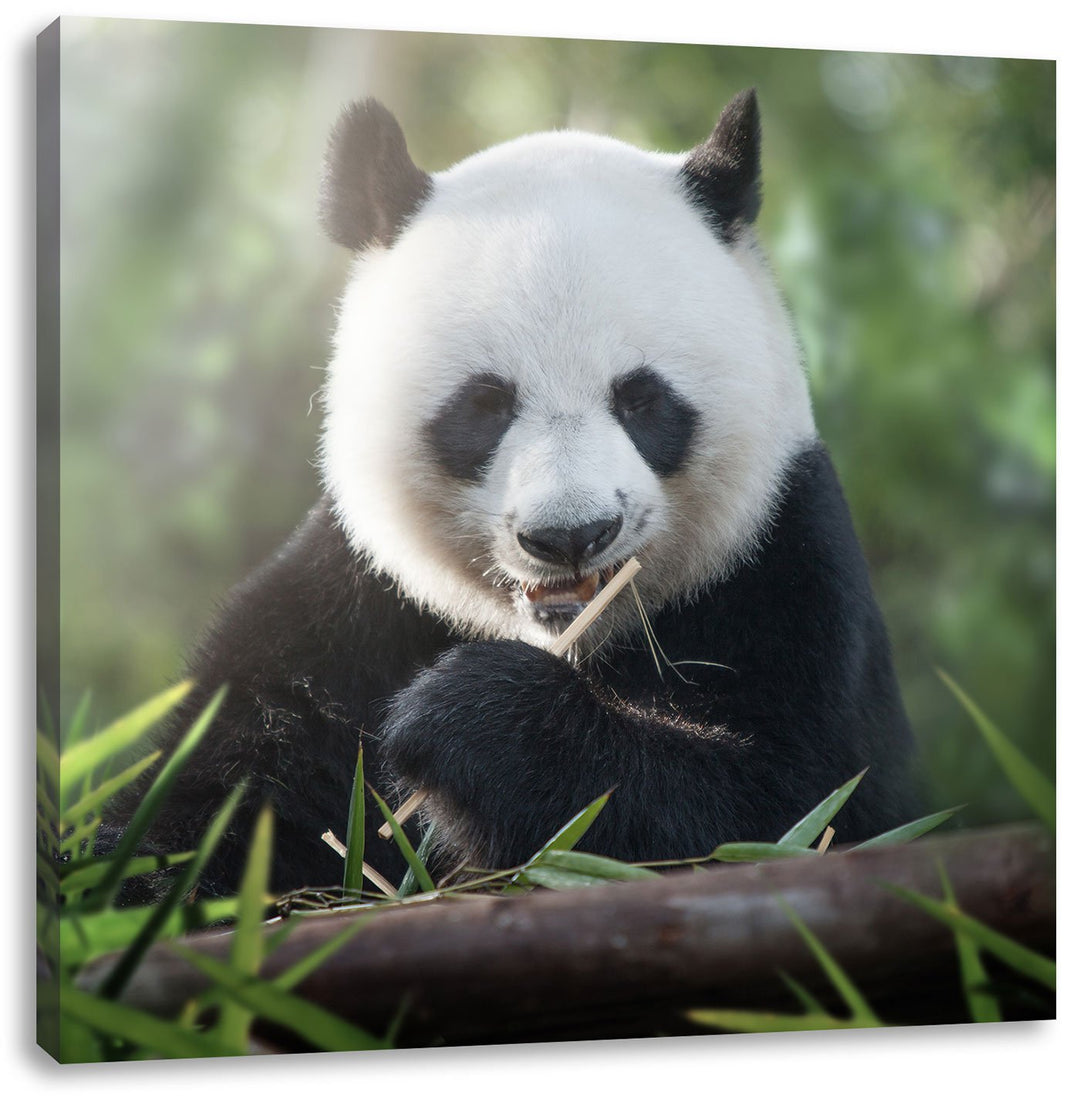 Pixxprint Niedlicher Panda isst Bambus als Leinwandbild | Grösse: 70x70 cm | Wandbild | Kunstdruck |