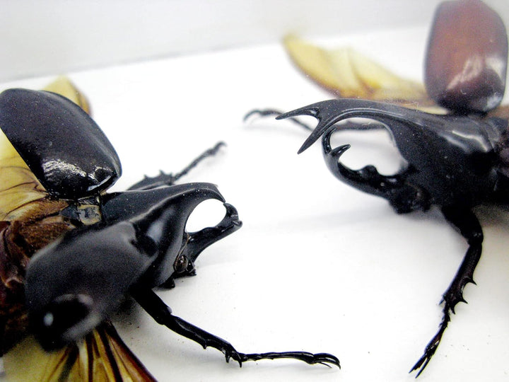 Echte präparierte und riesige Insekten, Cicaden und Krabbler im Schaukasten aus Holz hinter Glas (2