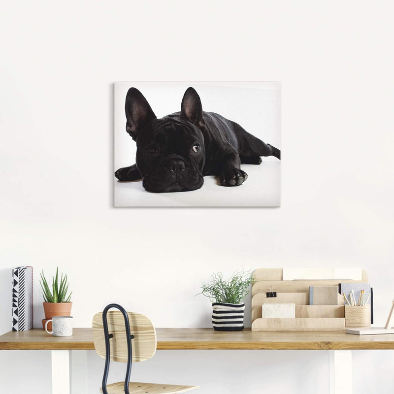 ARTland Leinwandbilder Wandbild Bild auf Leinwand 60x45 cm Tiere Haustiere Hund Fotografie Schwarz W